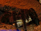 Theraphosa leblondi
